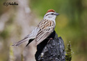 Spizella passerina